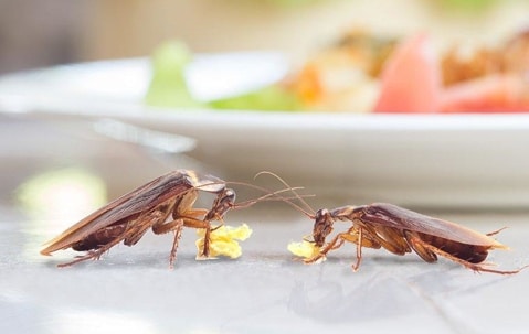 Cockroaches Control