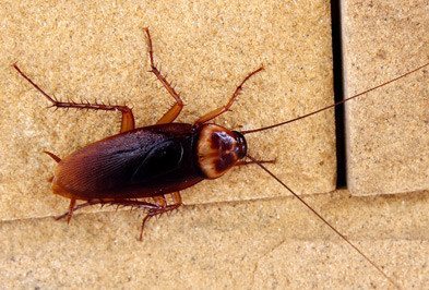 Cockroach Control Abu Dhabi